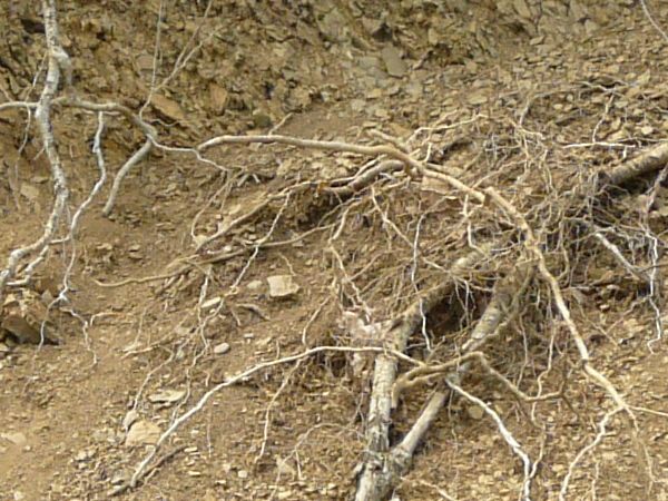 Dirt texture with tangled white roots, severed branches and green foliage